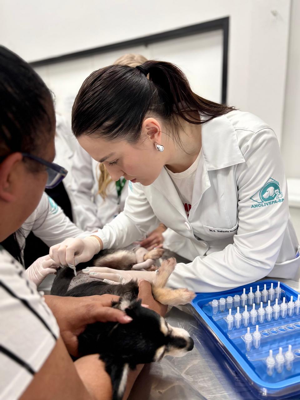 Dra. Rafaela Romansini, médica veterinária especialista em dermatologia, em atendimento clínico